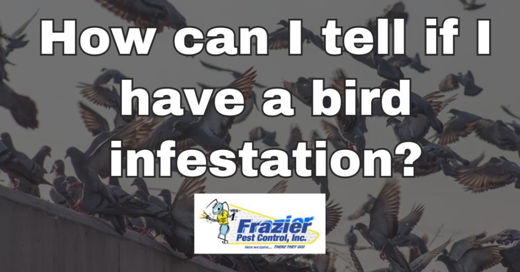 How can I tell if I have a bird infestation