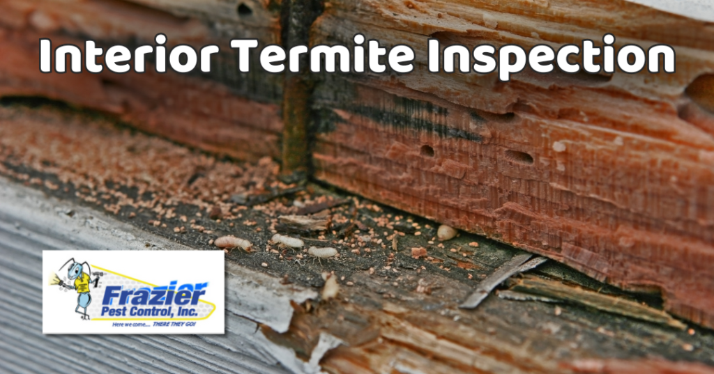 Interior Termite Inspection