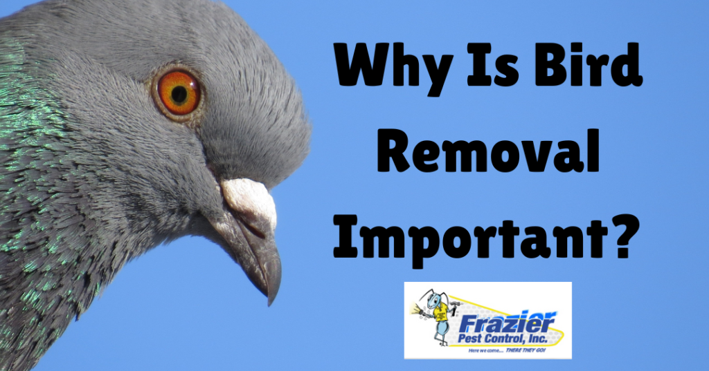 why is bird removal important