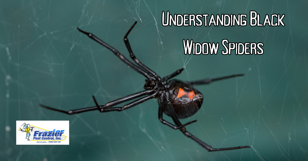 Understanding black widow spiders