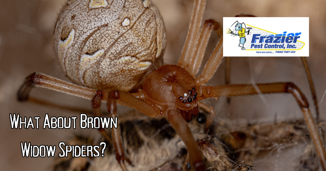 what about brown widow spiders