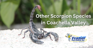 Other Scorpion Species in Coachella Valley