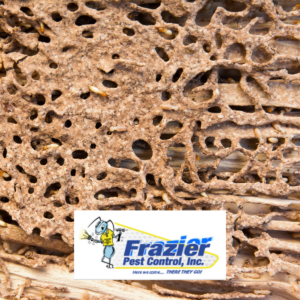 signs of termite damage