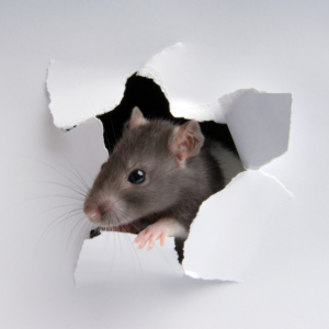 Unmistakable Signs of Rat Activity