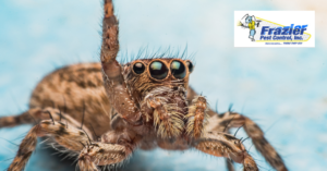 Identifying Local Spider Species