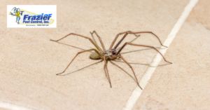 What Spider Control Means for the Future