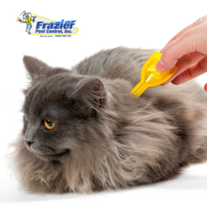 Practical Steps to Combat Fleas