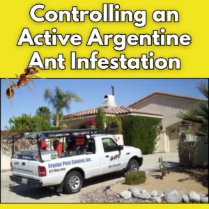 Controlling an Active Argentine Ant Infestation