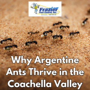 Why Argentine Ants Thrive in the Coachella Valley