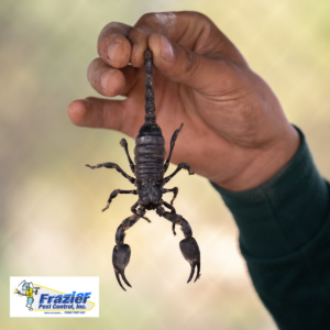 How to Prevent Scorpion Infestations