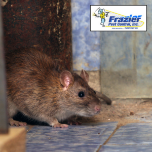 Signs You Have Mice in Your Walls