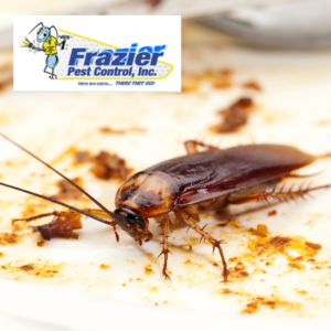 Effective Cockroach Control Strategies