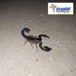 Can scorpions climb walls?