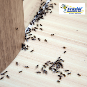 pest control in Coachella Valley