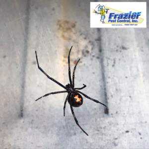 what to do if bitten by a black widow spider