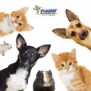 dogs and cats and scorpions