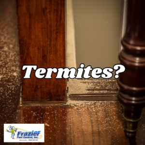 Do I have termites?