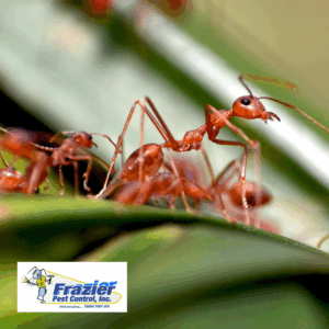 Coachella Valley’s Most Aggressive Ant Species