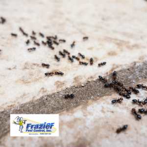 ant swarms in the home