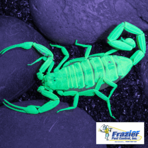 use a black light