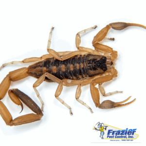 Arizona Bark Scorpion vs. Common Coachella Valley Scorpions