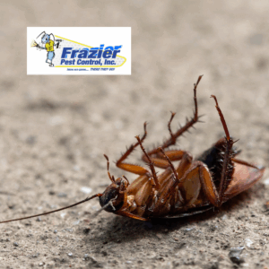 Signs You Have a Cockroach Problem
