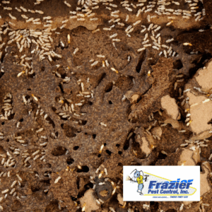 How can I tell if I have subterranean termites