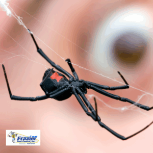 black widow spider bite