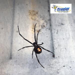 identify a black widow spider
