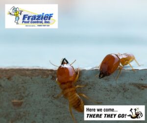How often should I have my home inspected for termites?