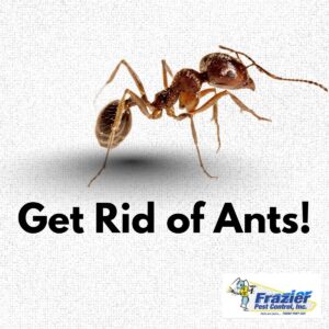 Get rid of ants