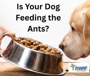 Pet Food and Ants