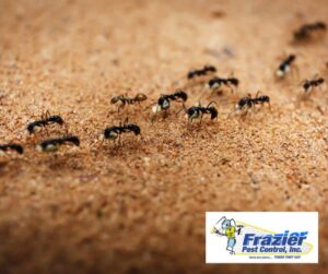 How can I tell if ants are nesting in my walls?
