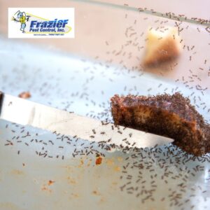 Why do ants keep coming back after I clean everything?