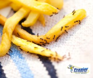 Feeding Ants in Your Home