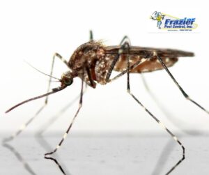 Understanding Mosquitoes in the Coachella Valley