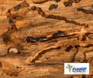 termites and flying ants