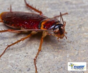 Can cockroaches make you sick just by being in your house?