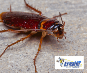Vinegar or Lemon Juice Kills Ants and Cockroaches