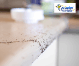 The Case Against Ants