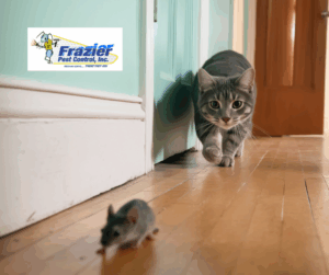 Is pest control really necessary in the fall?