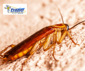 How Long Can a Headless Cockroach Live?