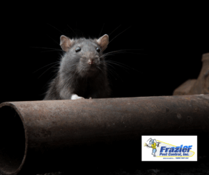 Why do pests move indoors in fall?