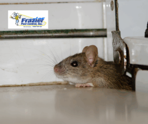 What kind of rats live in the Coachella Valley?