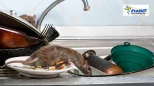 Rats and kitchen