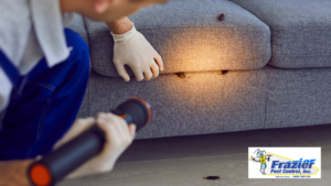 The New Year Home Reset: Hidden Pest Problems to Address Early