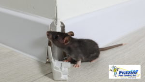 The New Year Home Reset: Hidden Pest Problems to Address Early