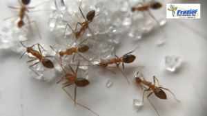 Termite Inspection Palm Springs | What to Expect
