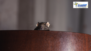 Signs of rats and mice in a Coachella Valley garage, including droppings and damaged storage boxes