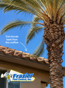 Stop Roof Rats in Palm Trees | Palm Springs